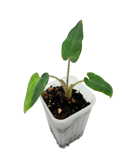 Alocasia Lauterbachiana Mint