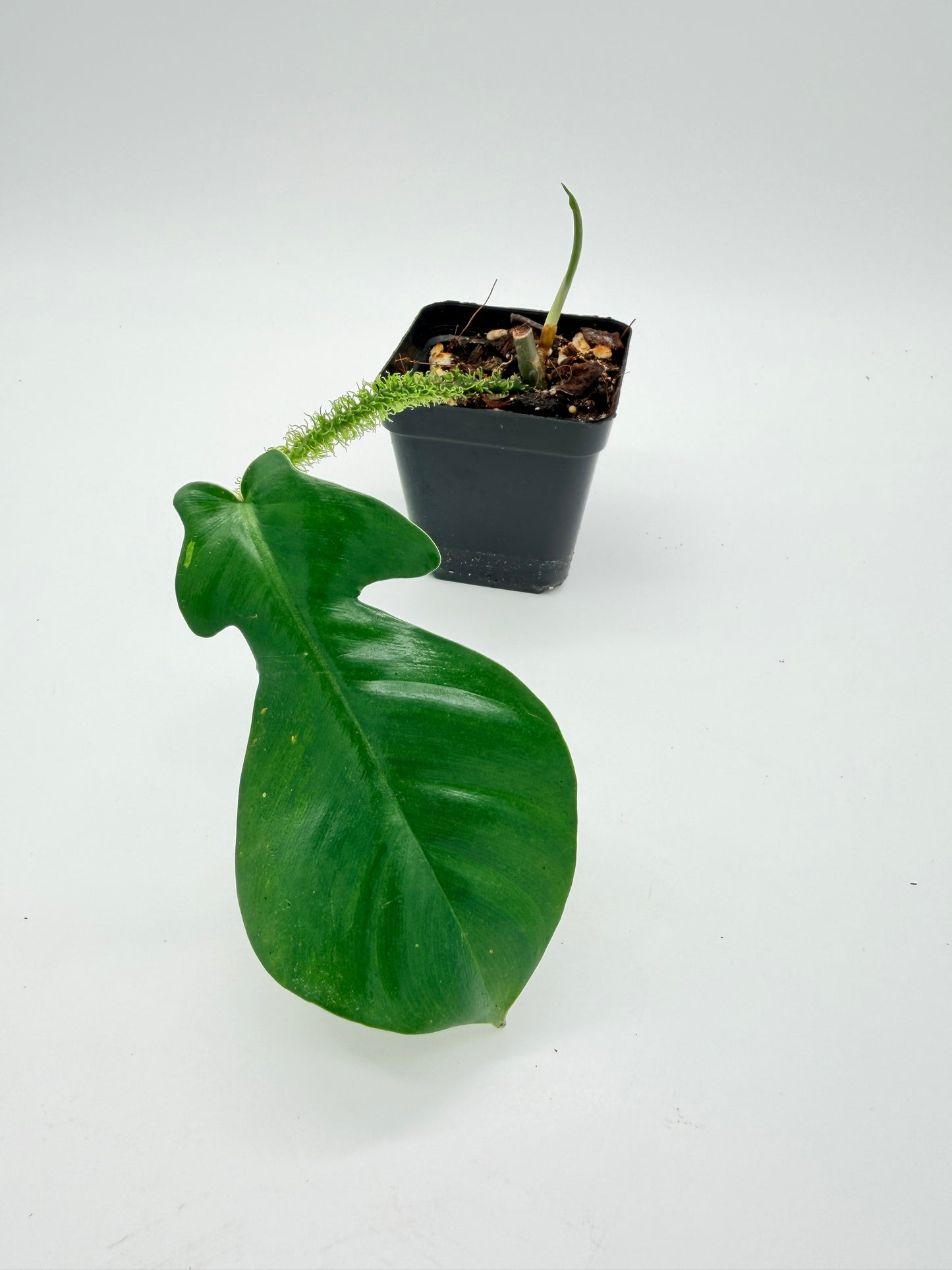 Philodendron Squamiferum
