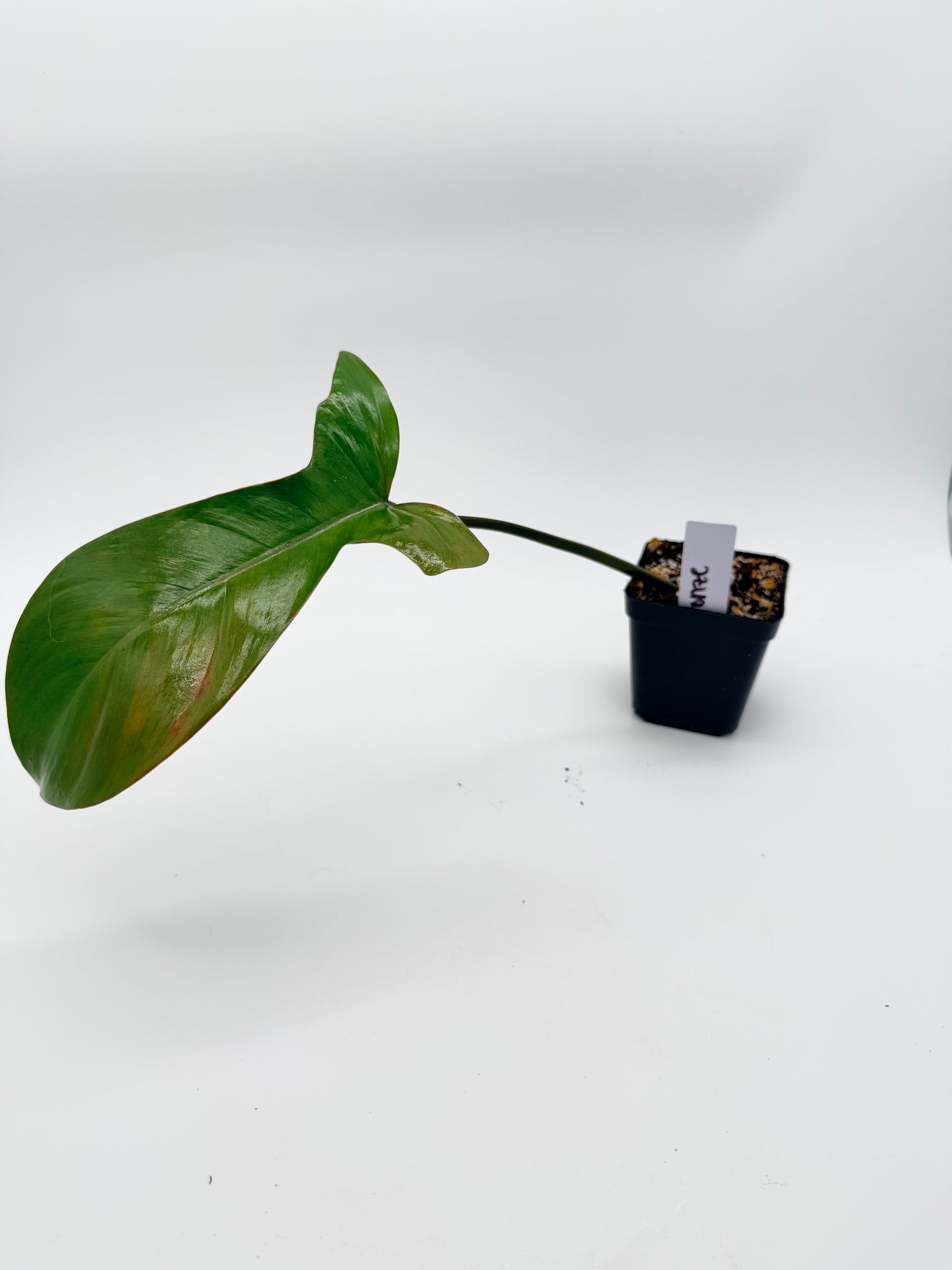 Philodendron Florida Bronze