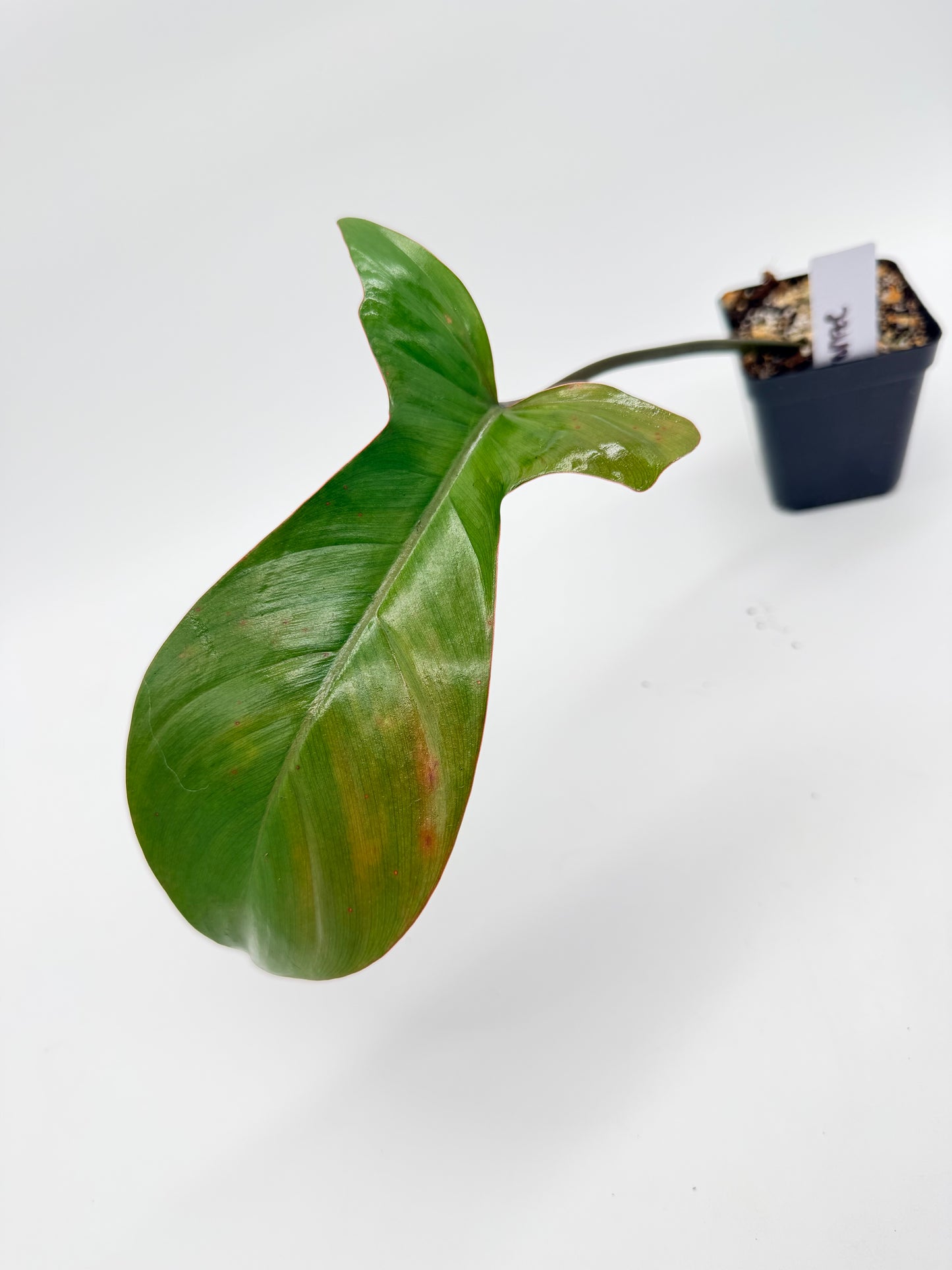 Philodendron Florida Bronze