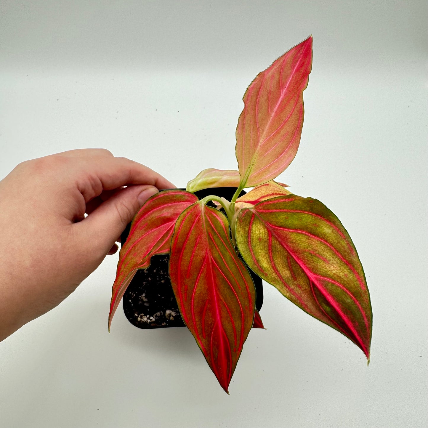 Aglaonema Red Vein