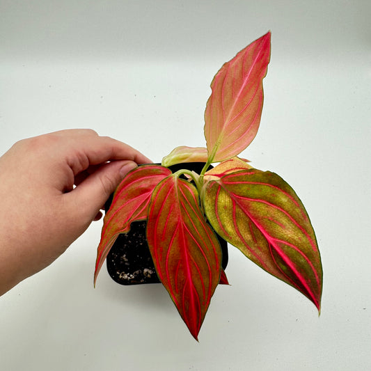Aglaonema Red Vein