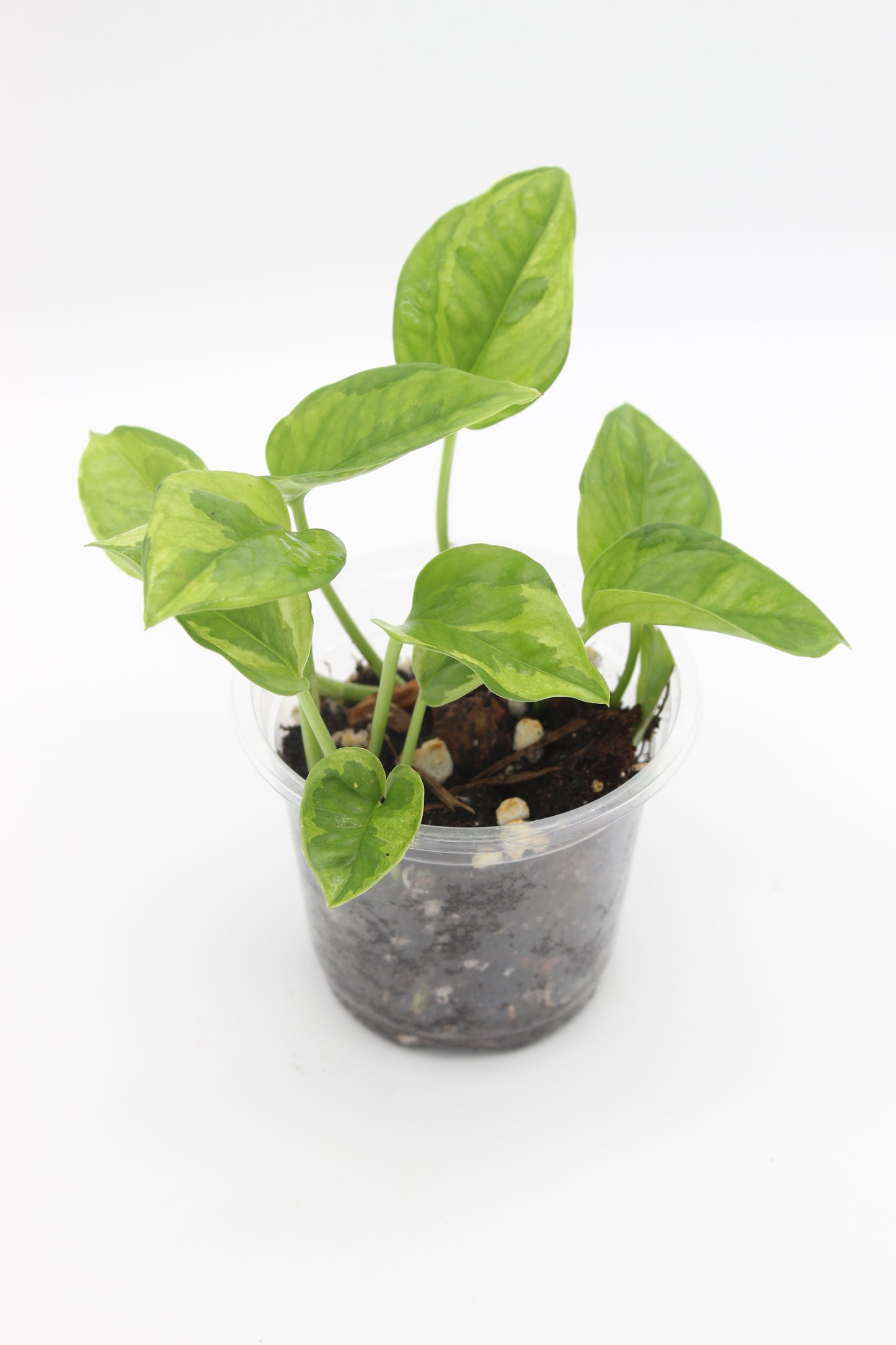 Pothos Lemon Meringue