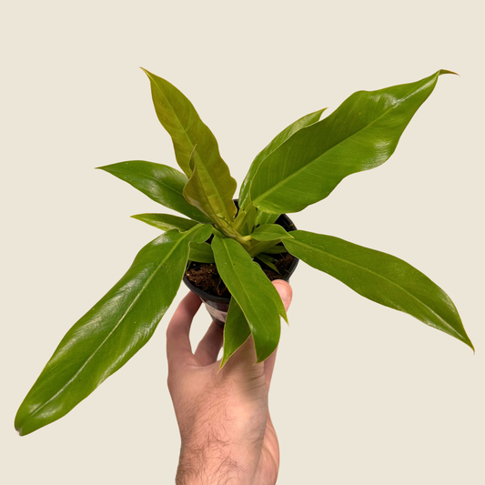 Philodendron Jungle Boogie