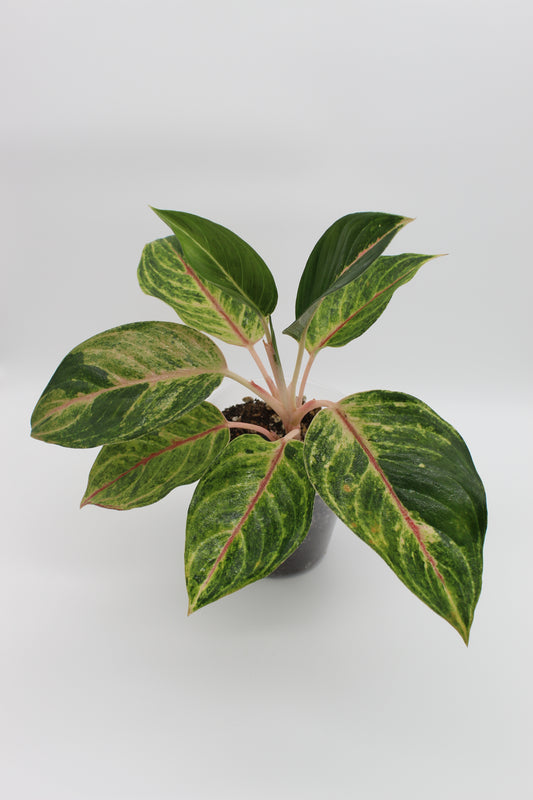 Aglaonema Red Emerald