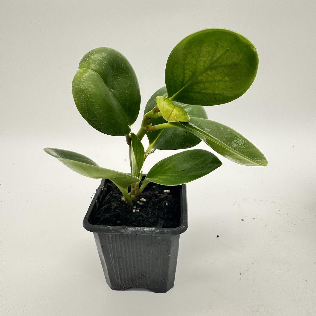 Peperomia Obtusifolia ‘Green’