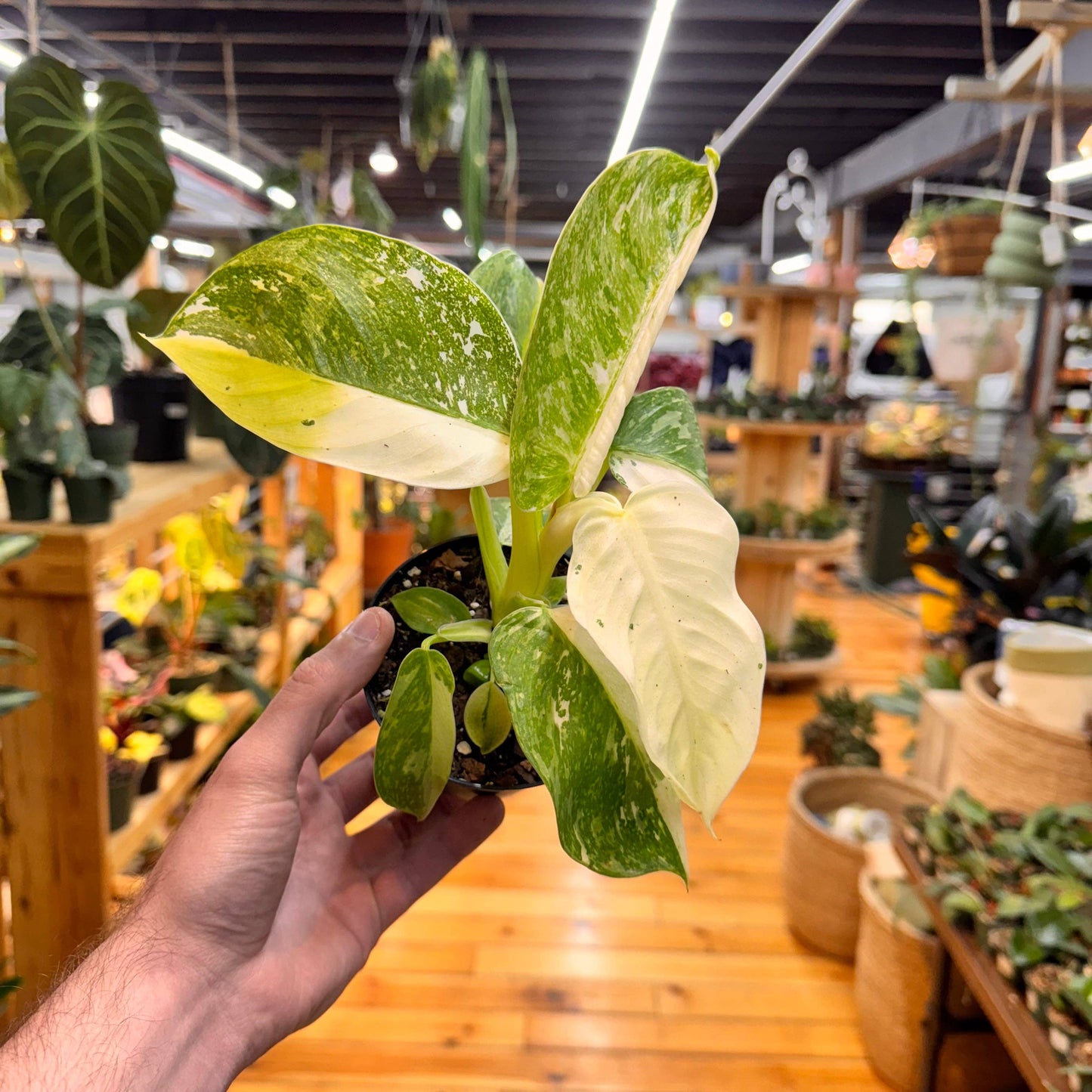 Philodendron Jose Bueno Fiesta