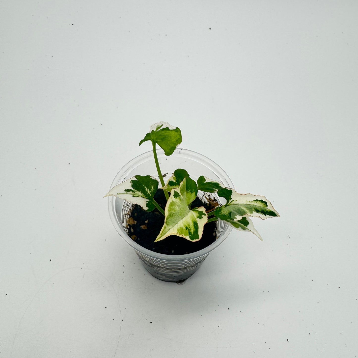 Syngonium White Princess