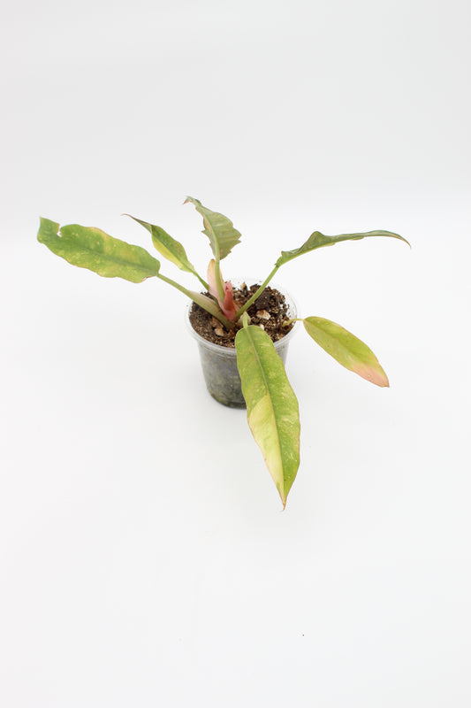 Philodendron Ring of Fire