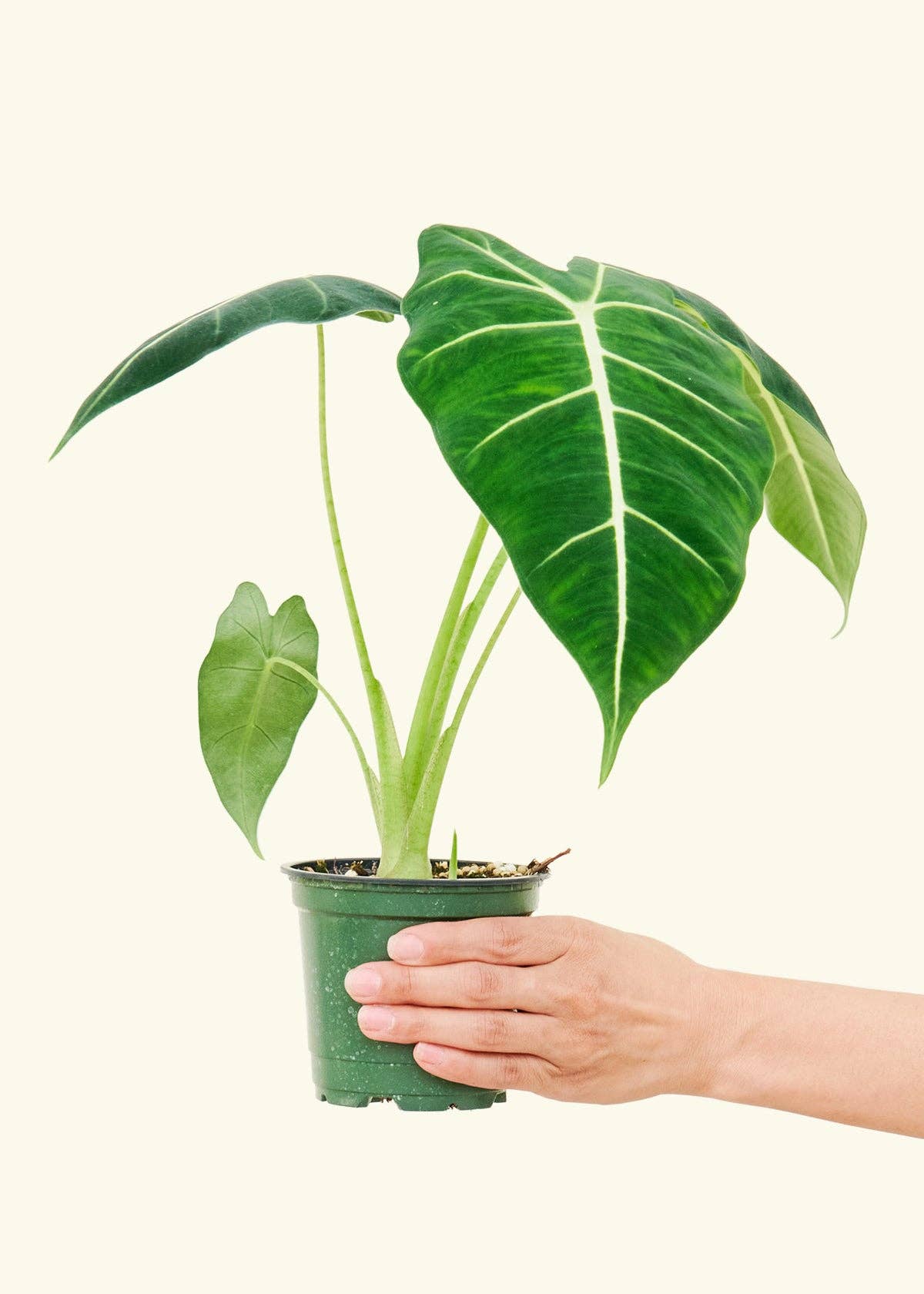 Alocasia Frydek