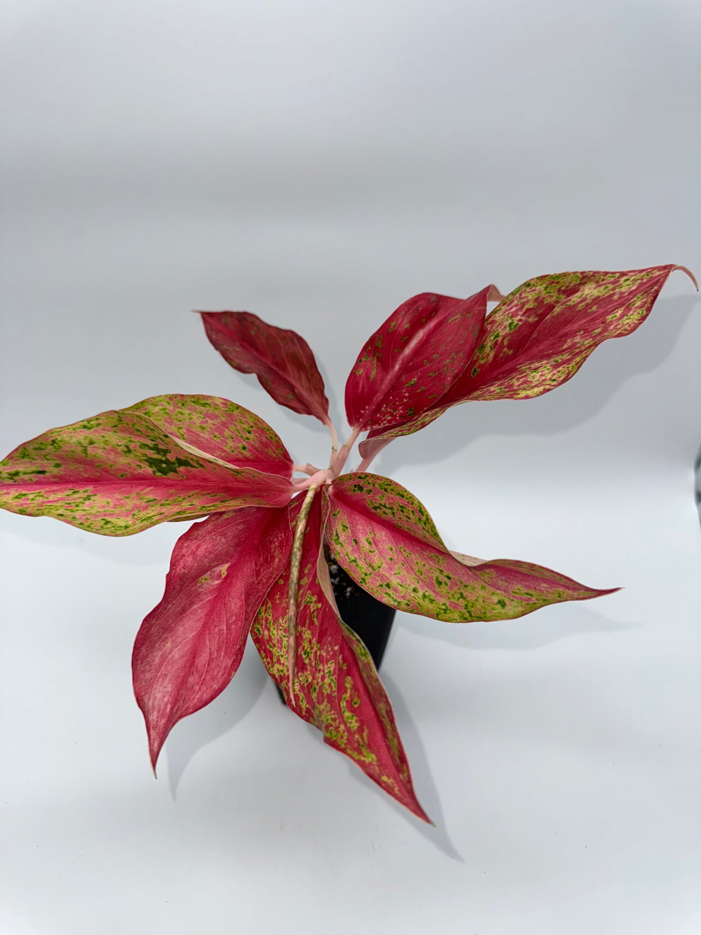 Aglaonema Pink Butterfly