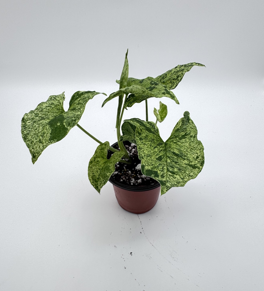 Syngonium Mojito
