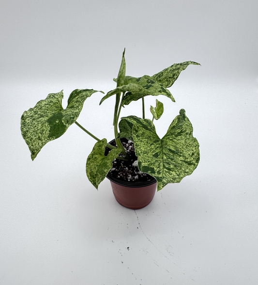 Syngonium Mojito
