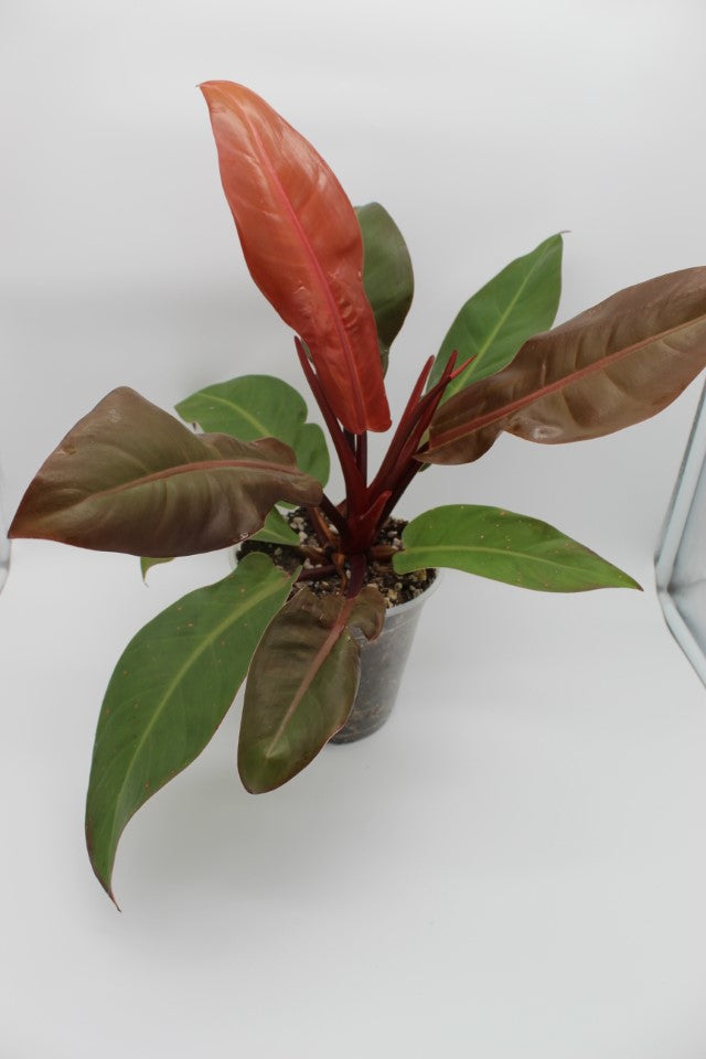 Philodendron Mccolley's Finale