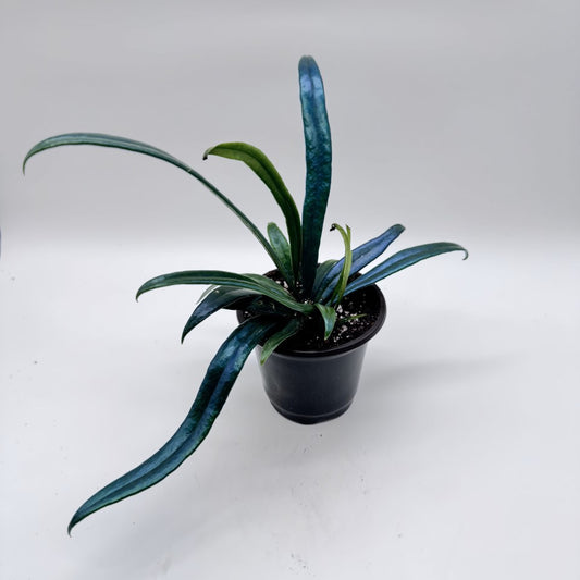 Microsorum Thailandicum