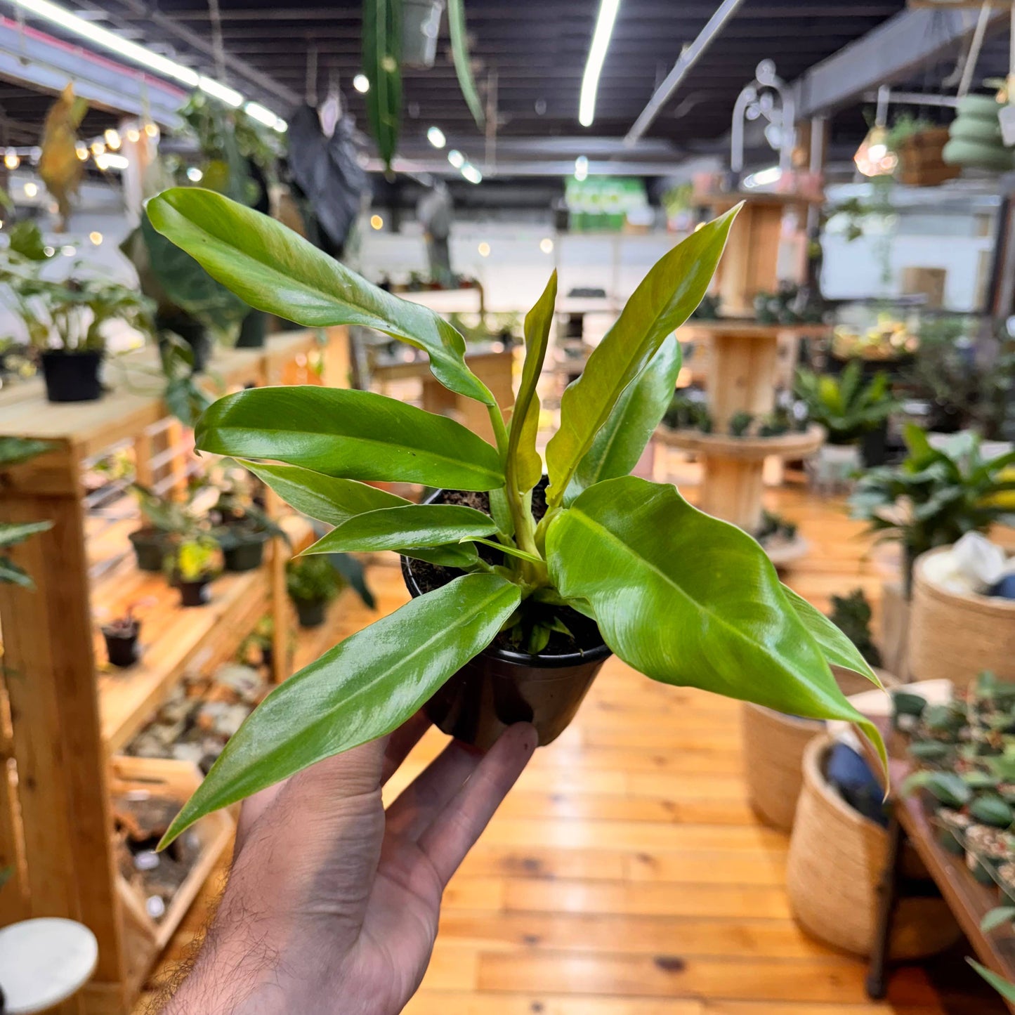 Philodendron Jungle Boogie