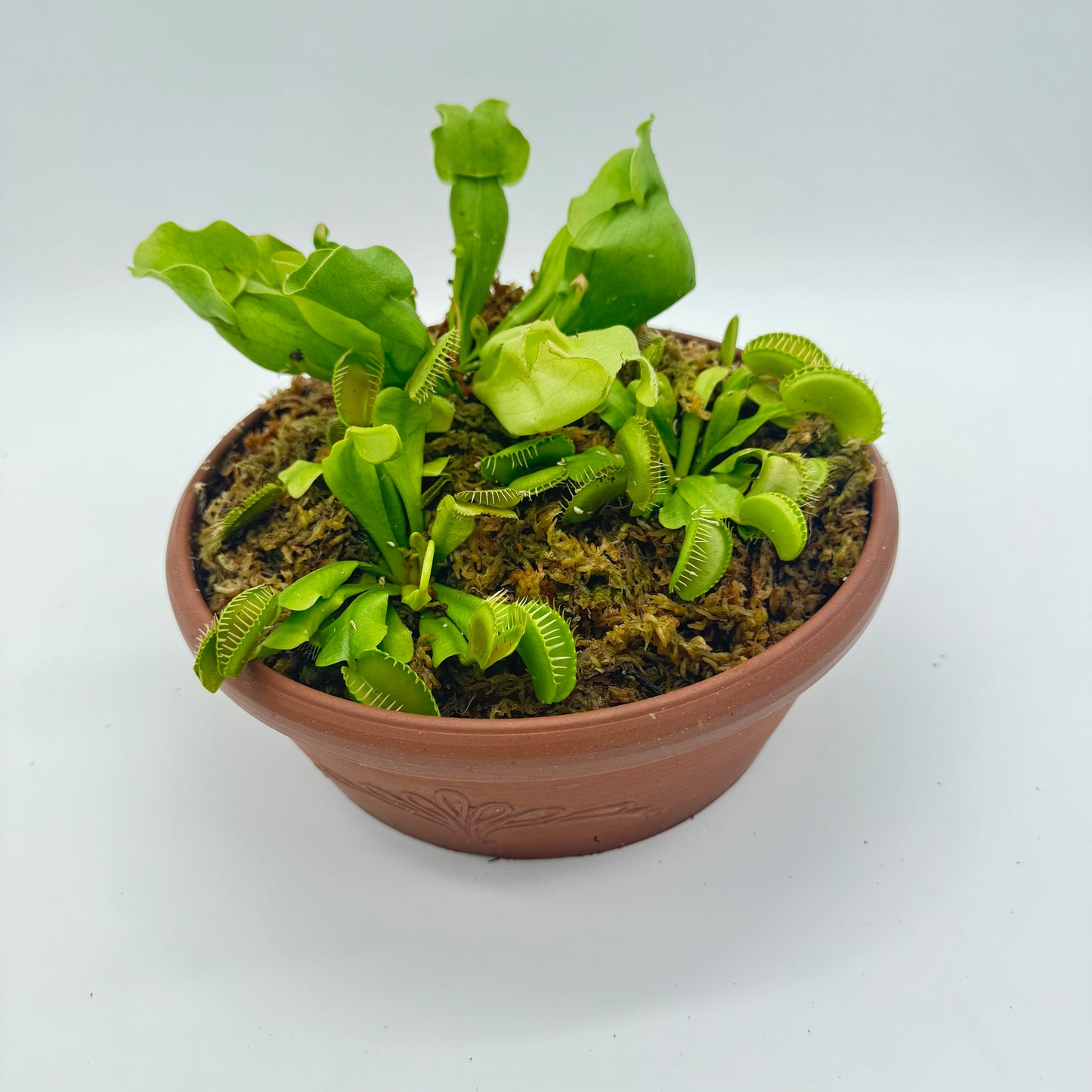 Carnivorous Bog Garden