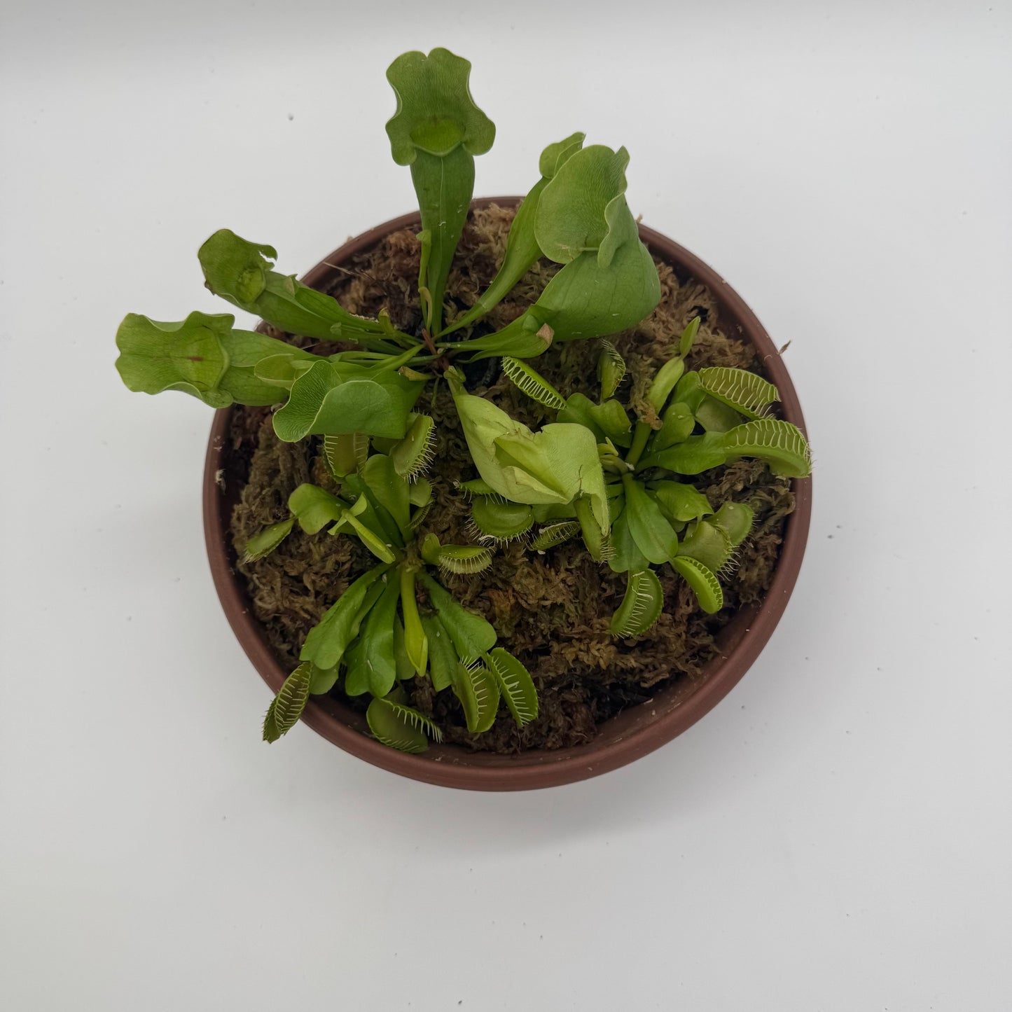 Carnivorous Bog Garden