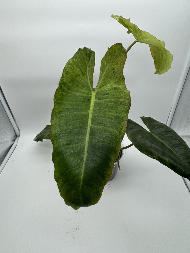 Philodendron Paraiso Verde