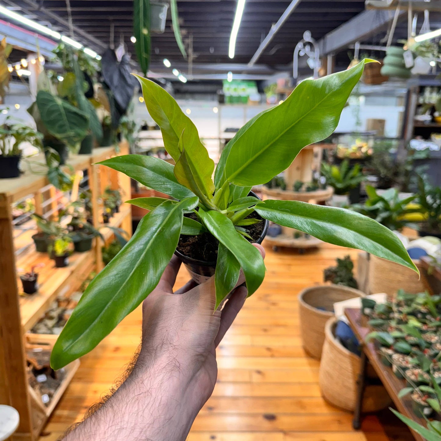 Philodendron Jungle Boogie