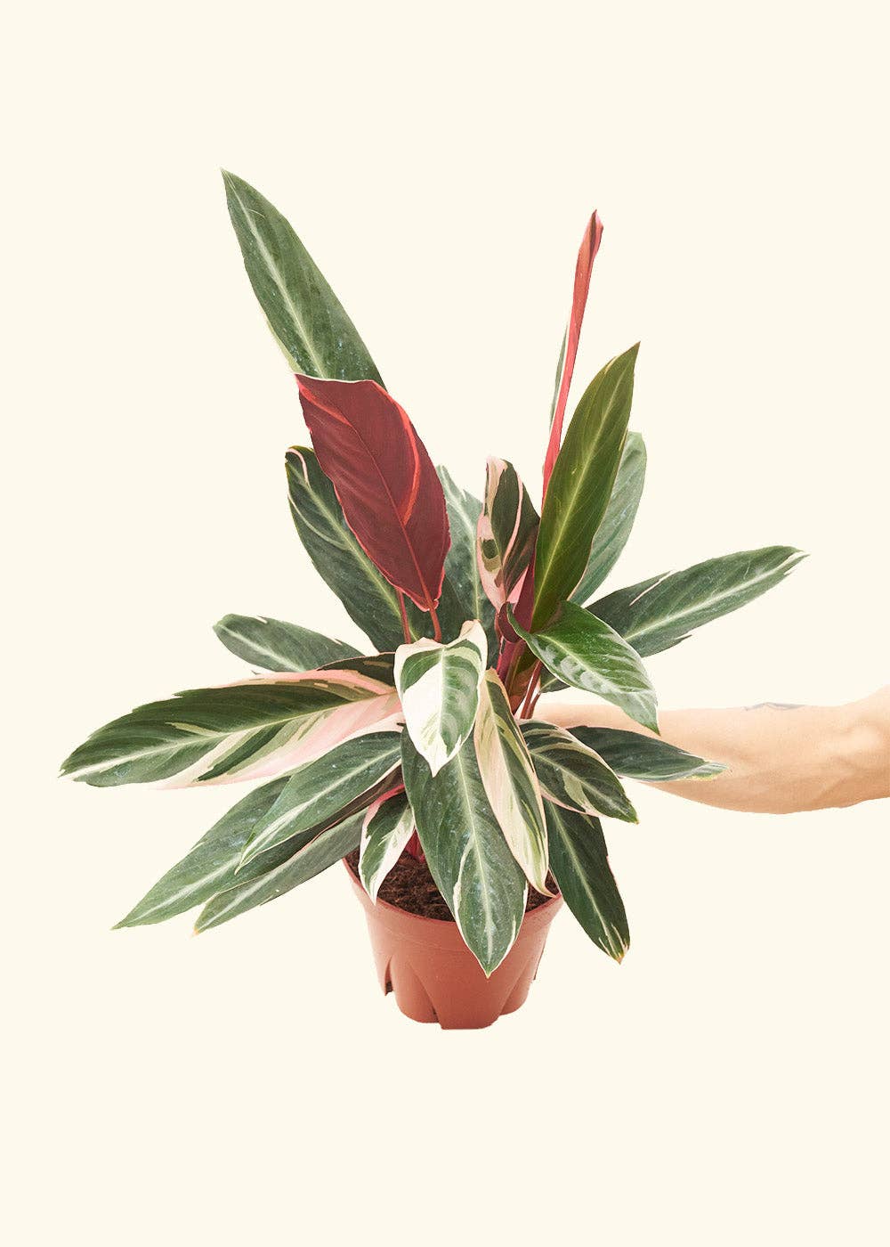 Stromanthe 'Triostar'