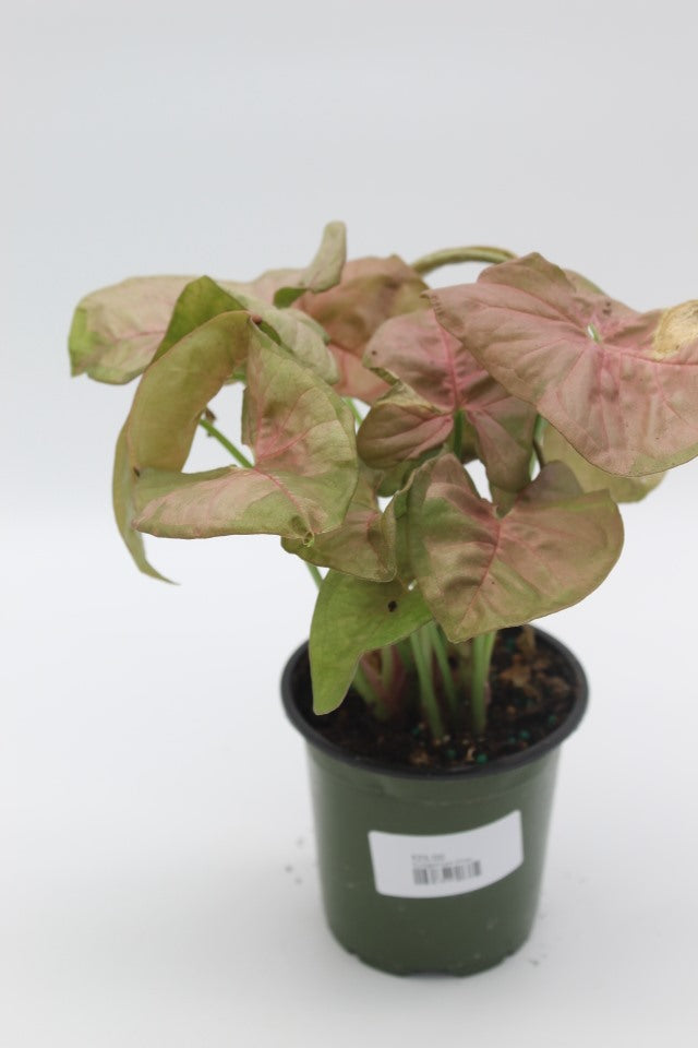 Syngonium Pink