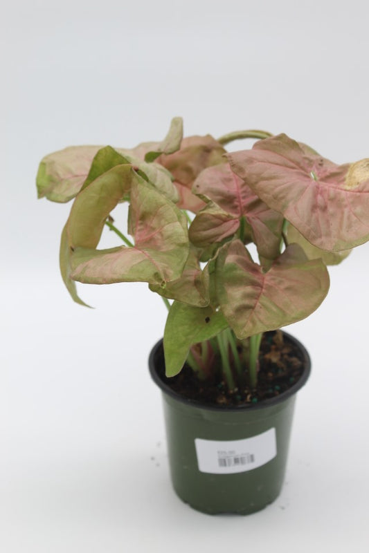 Syngonium Pink
