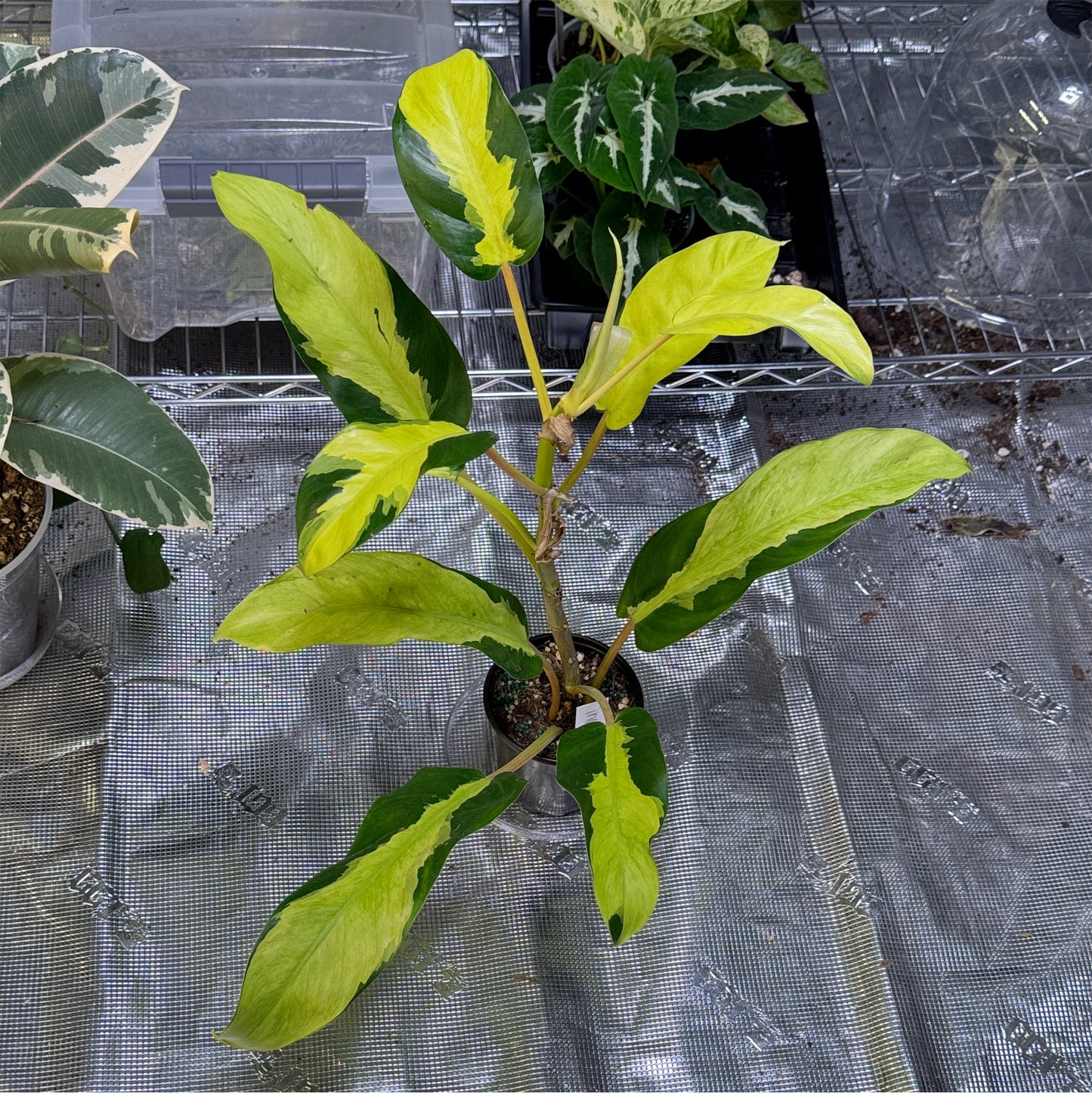 Philodendron Thai Sun Rise