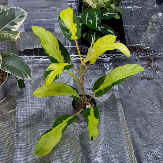 Philodendron Thai Sun Rise