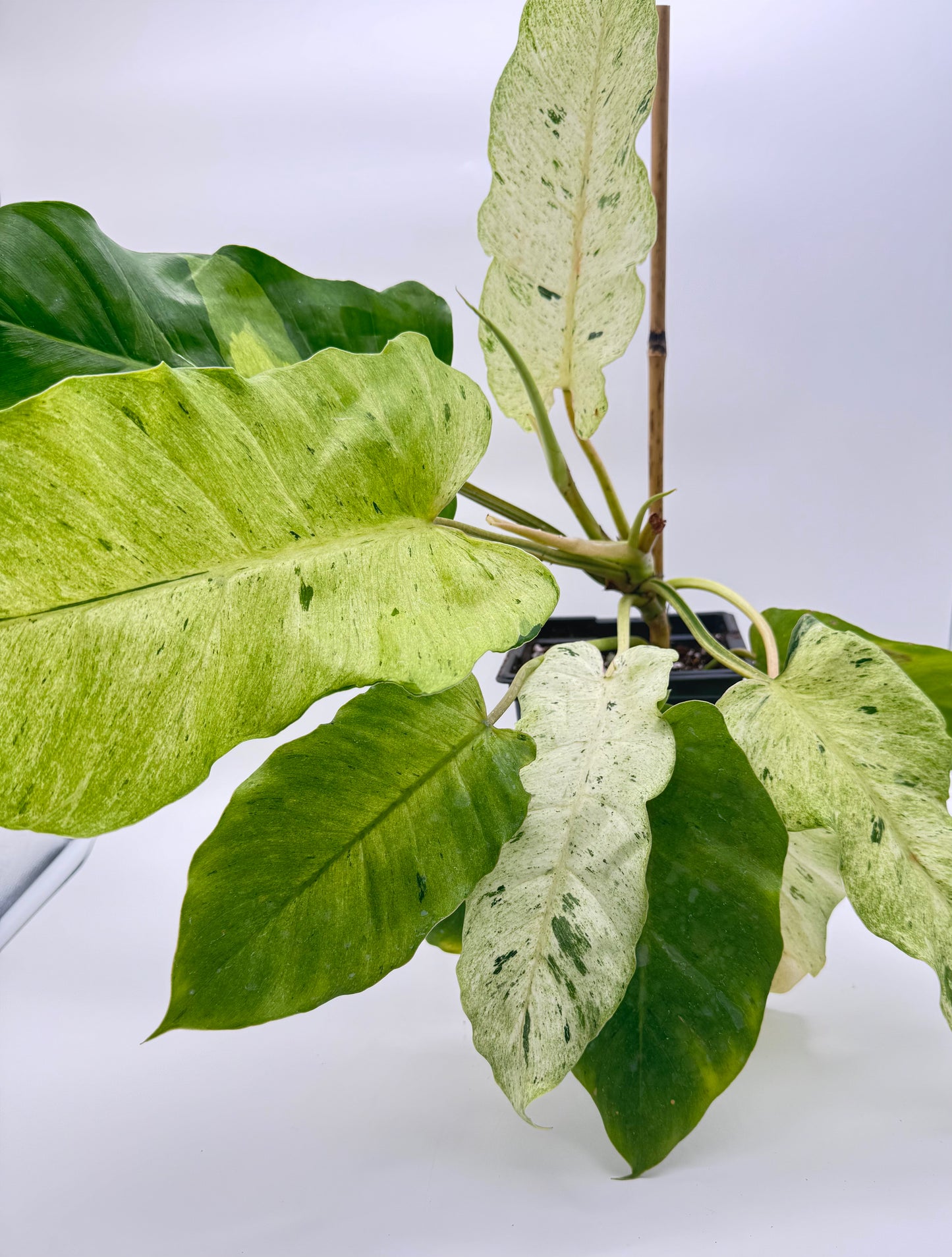 Philodendron Snowdrift