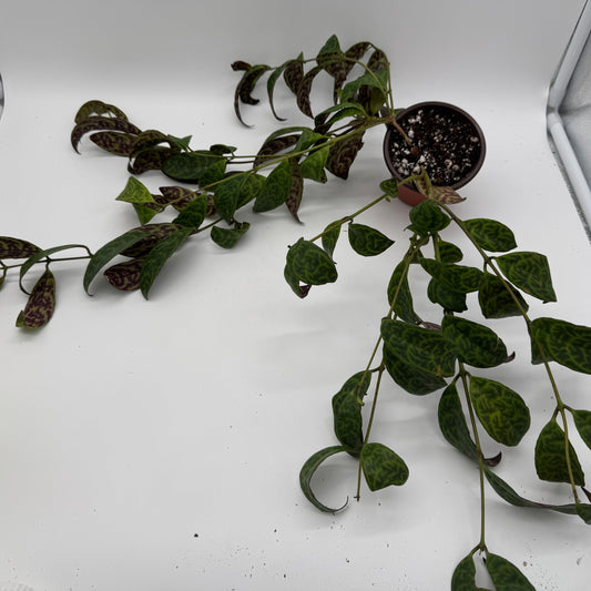 Aeschynanthus Longicaulis ‘Black Pagoda’
