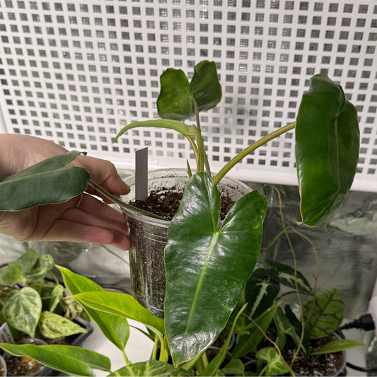 Philodendron Burle Marx Reverted