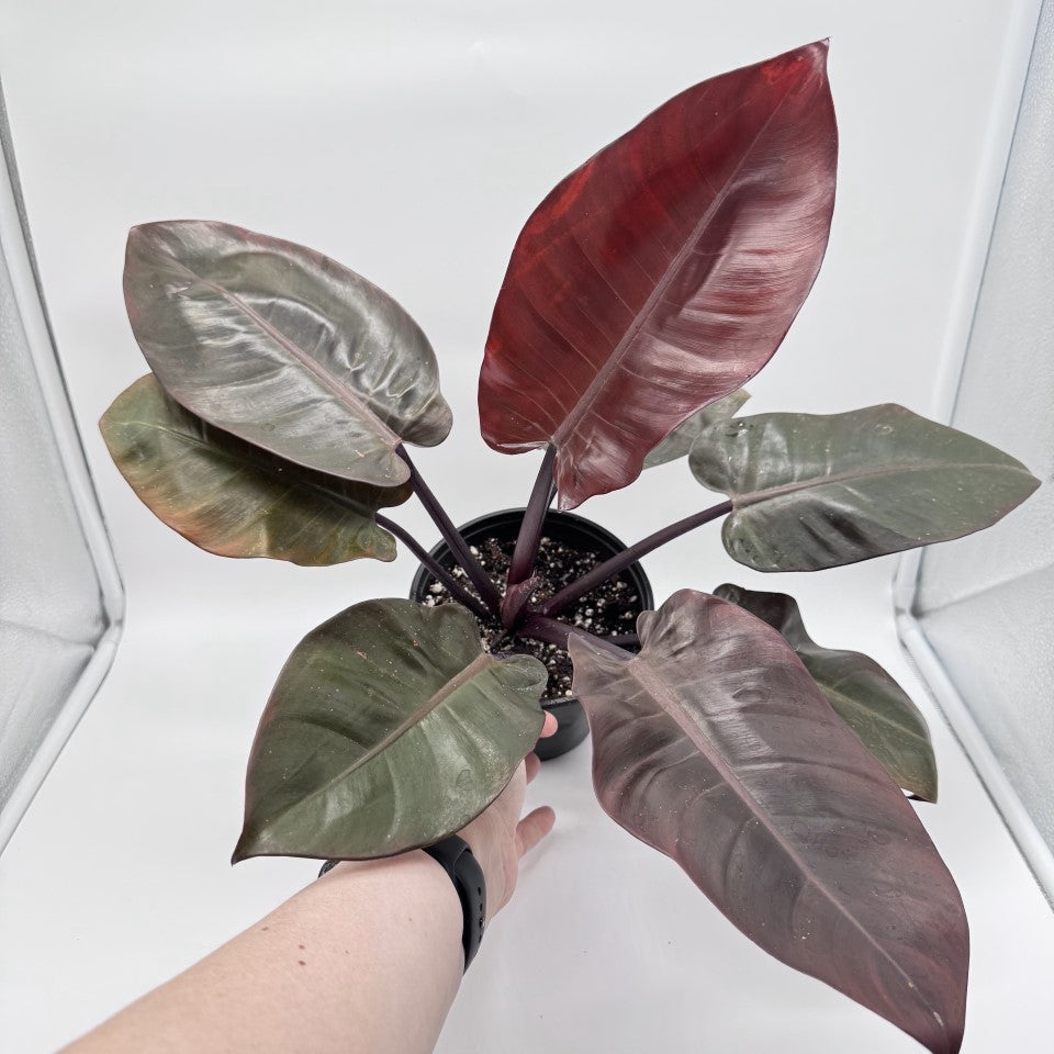 Philodendron Black Cardinal