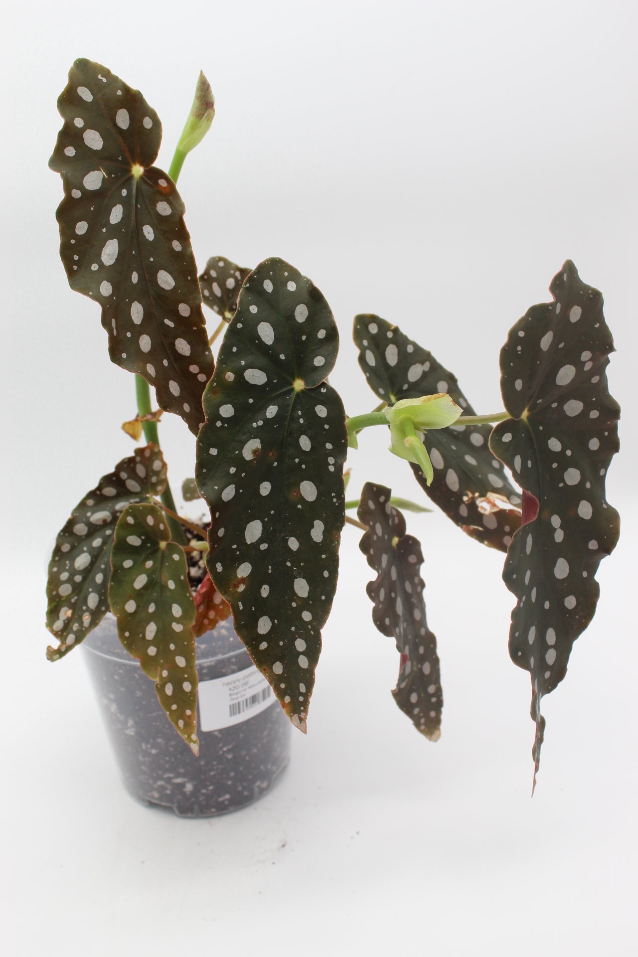 Begonia Maculata