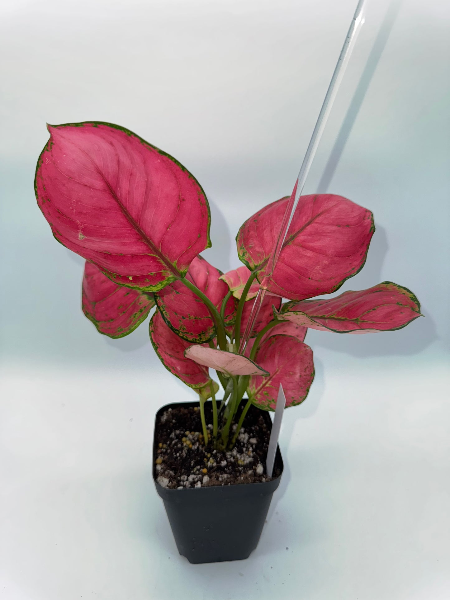 Aglaonema Sweet Candy