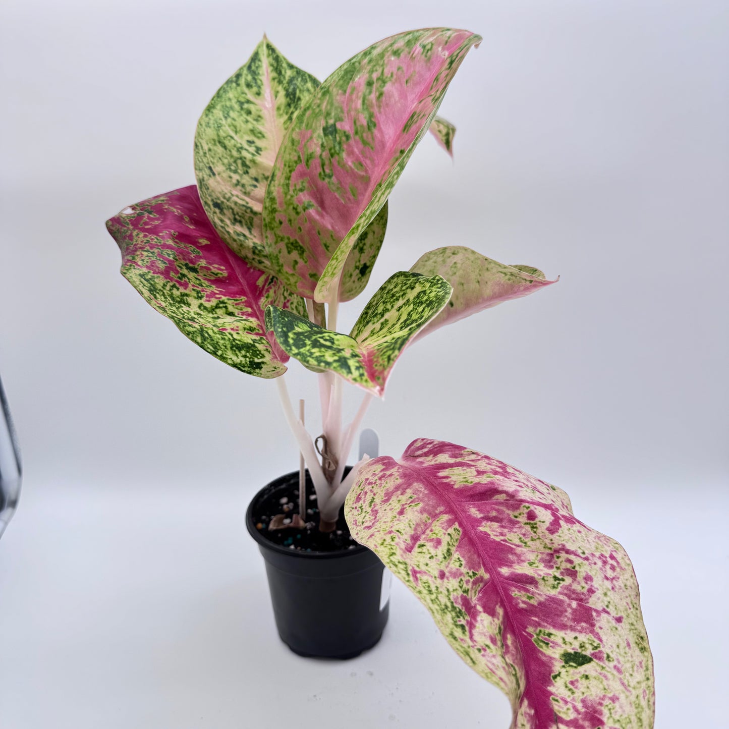 Aglaonema Masahetti