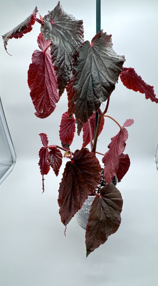 Begonia Black Magic