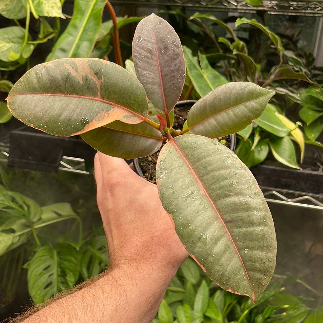 Ficus Elastica 'Ruby'