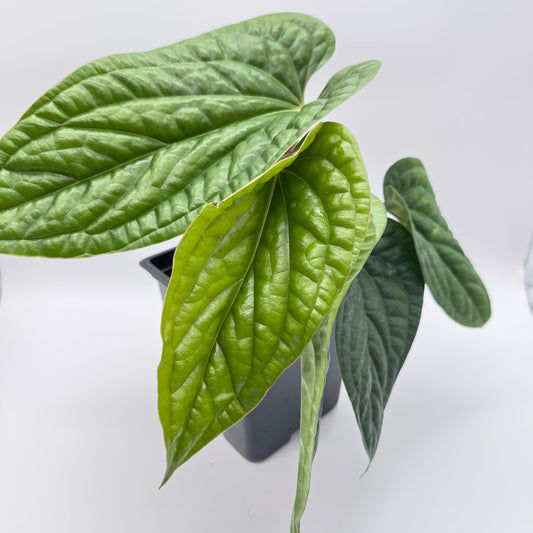 Anthurium Radicans x Luxurians