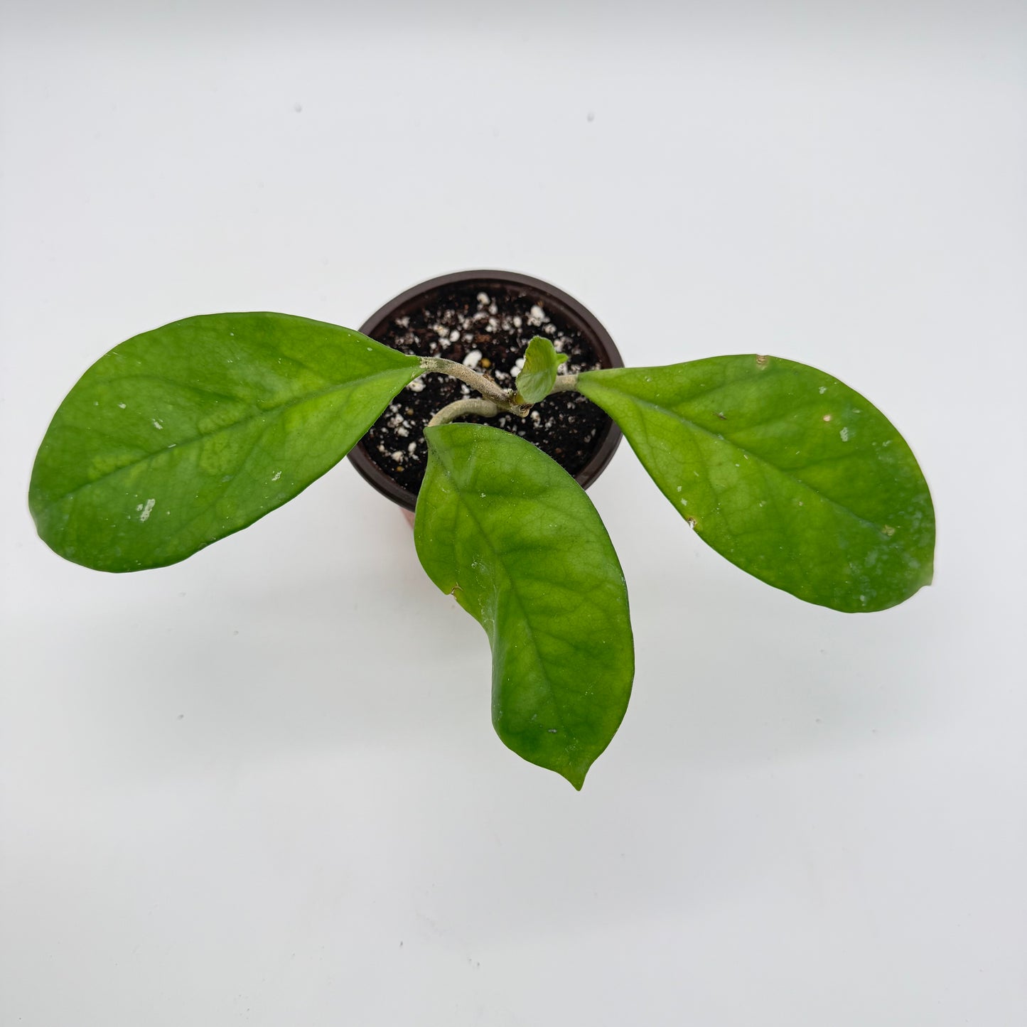Hoya Fungii