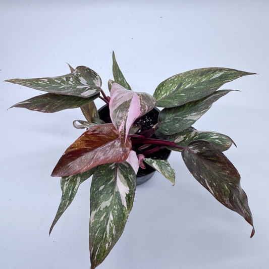 Philodendron Pink Princess Marble Galaxy