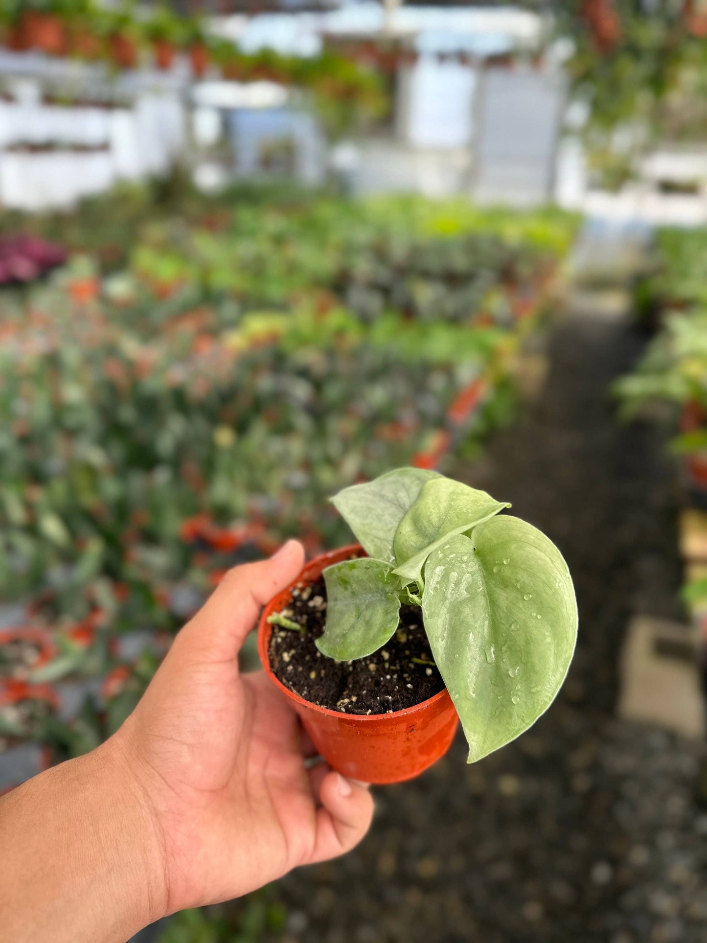 Scindapsus Pictus Platinum Java