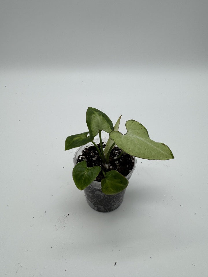 Syngonium Milk Confetti