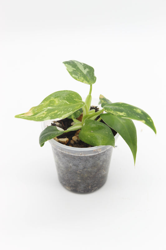 Philodendron White Knight