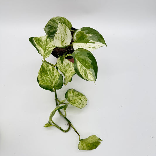 Pothos Manjula