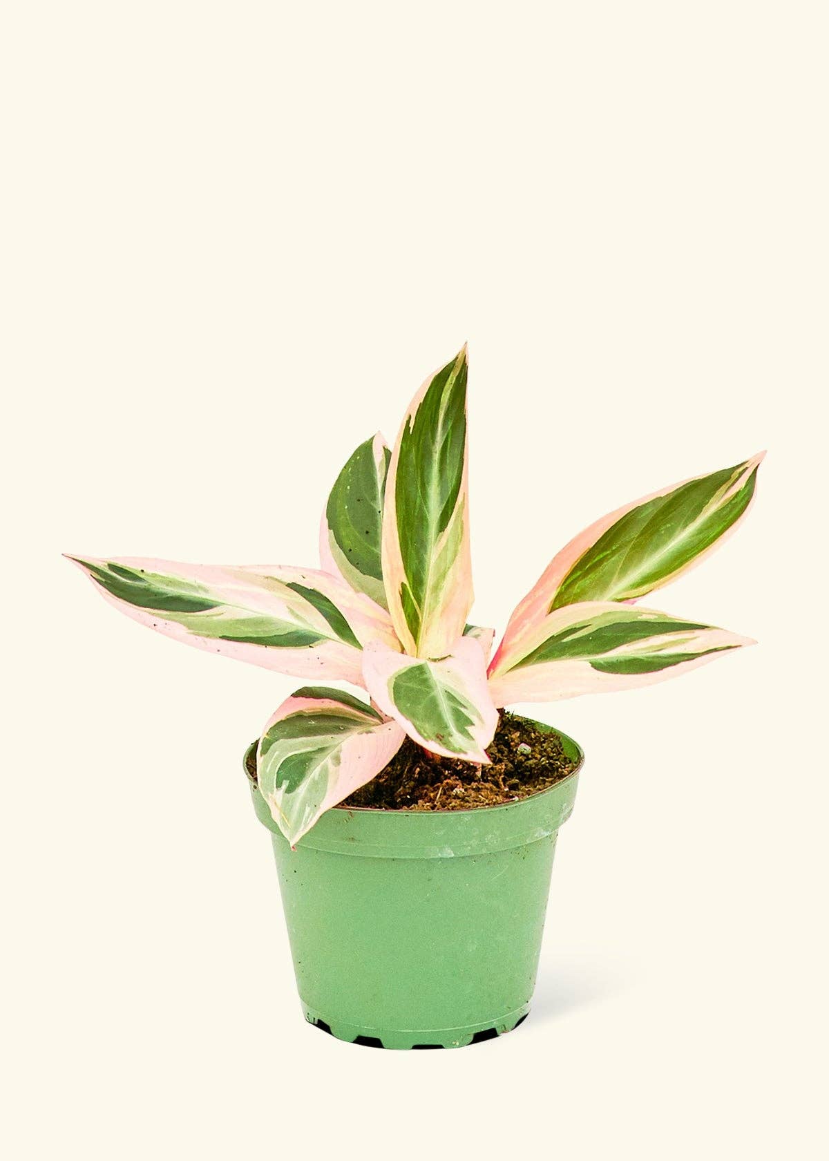 Stromanthe 'Triostar'