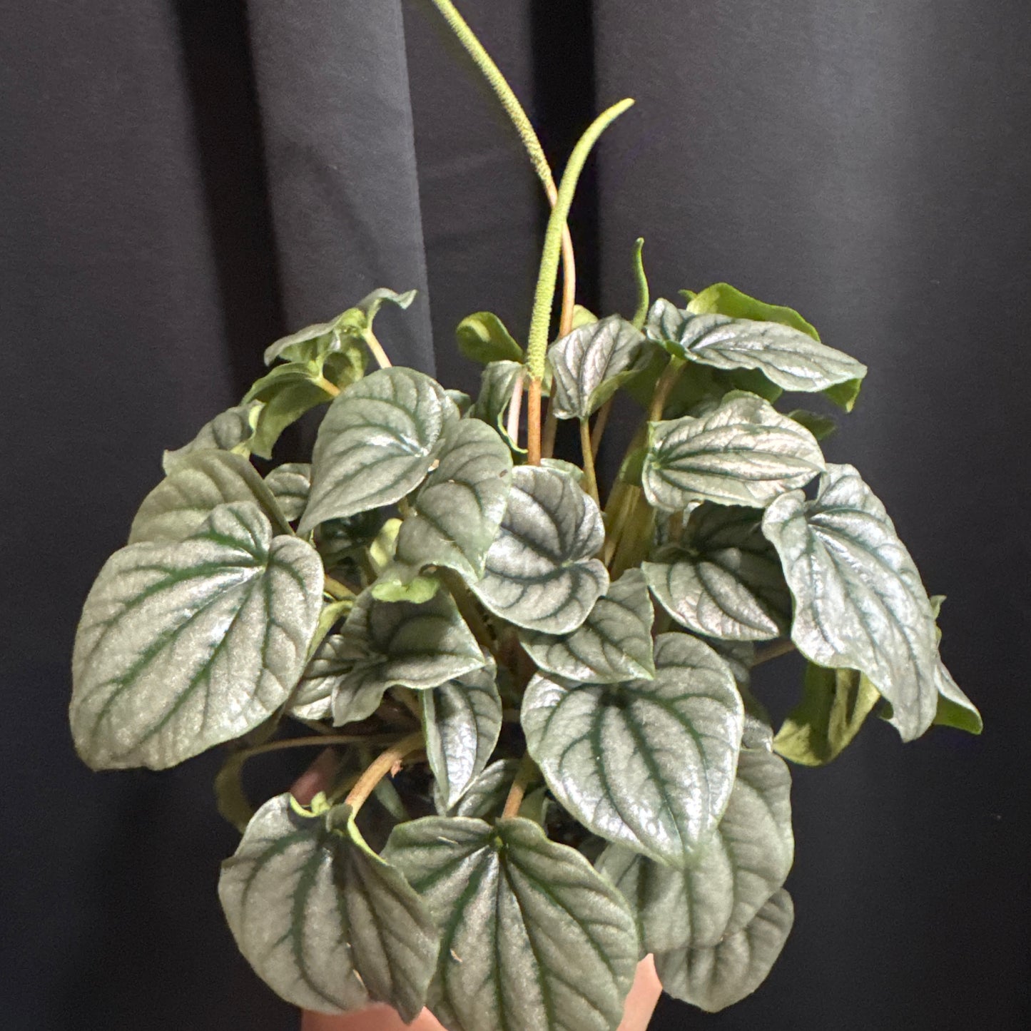Peperomia Frost