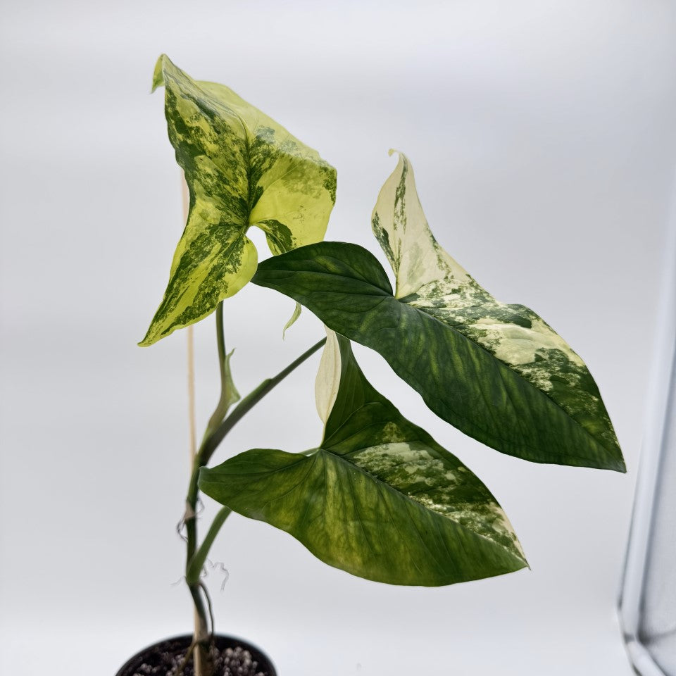 Syngonium Aurea