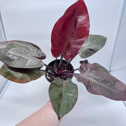 Philodendron Black Cardinal