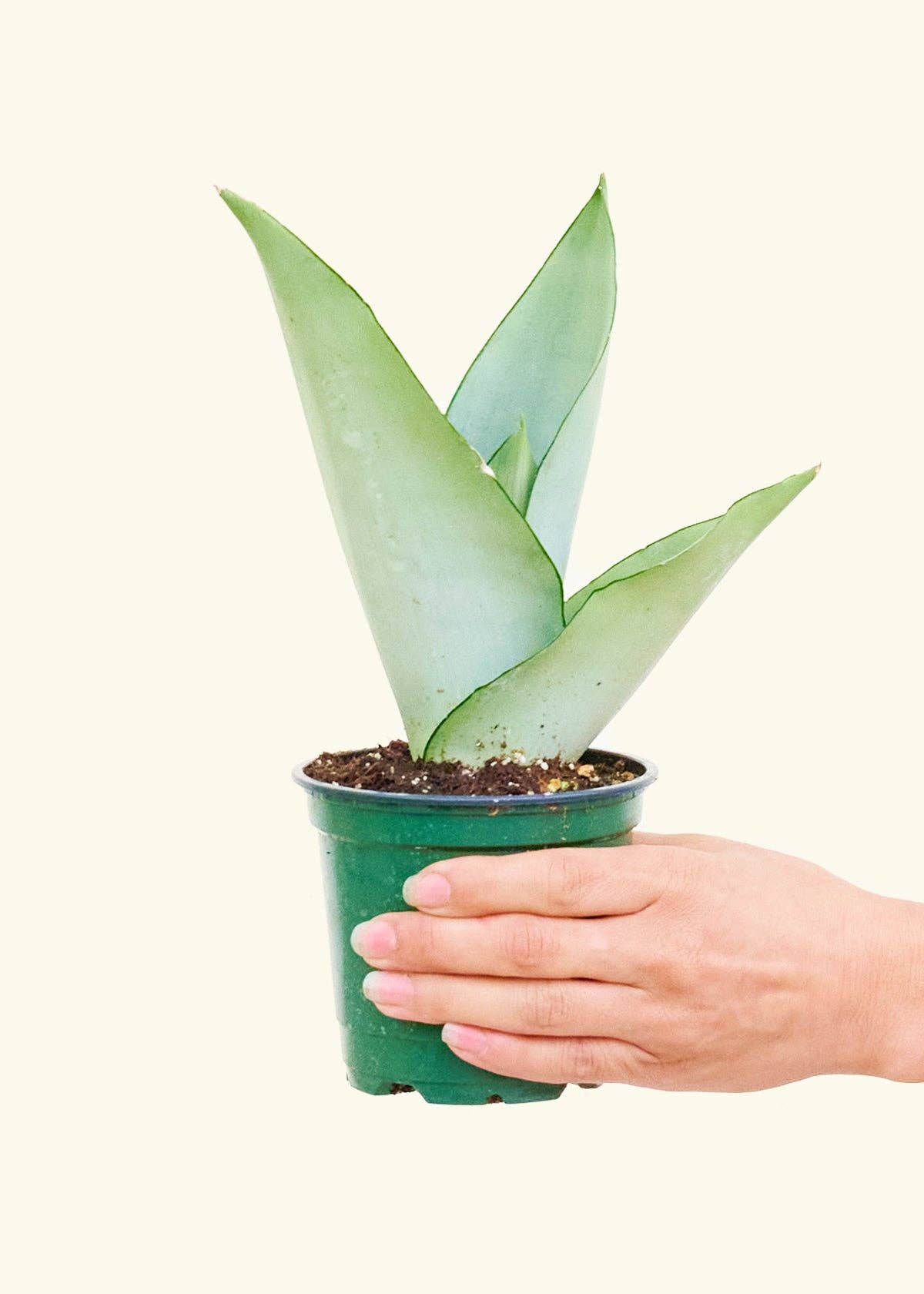 Sansevieria Trifasciata 'Moonshine'